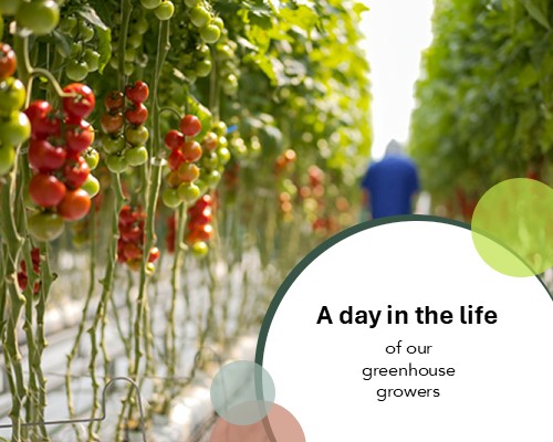 A day in the life of our greenhouse growers